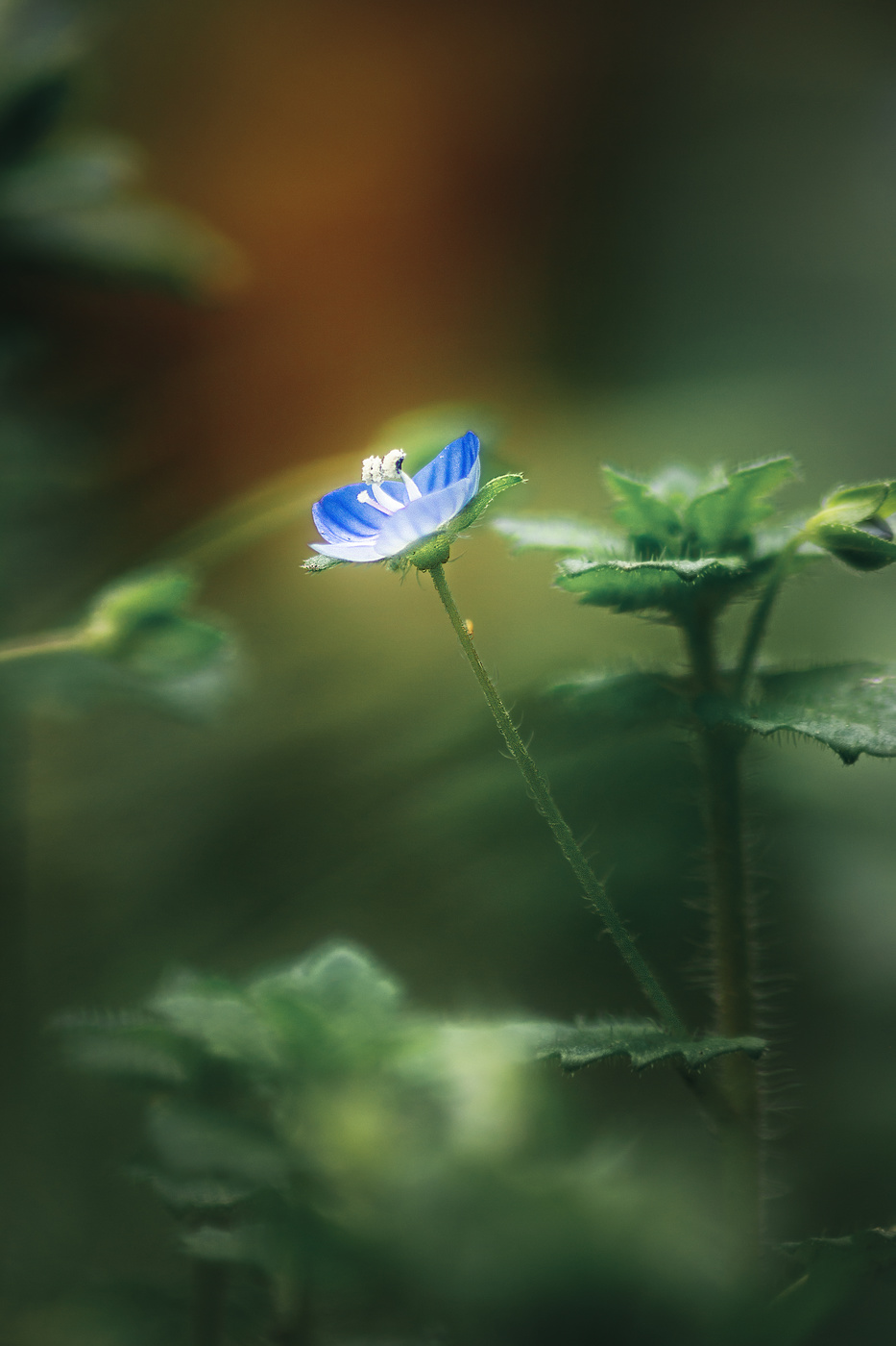 Сказочный цветок.