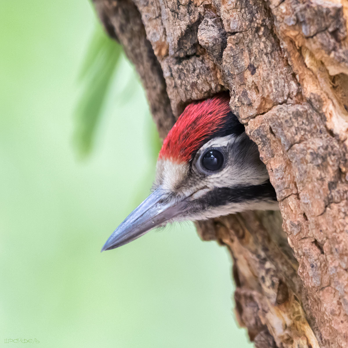 Кто-кто в дереве живет?