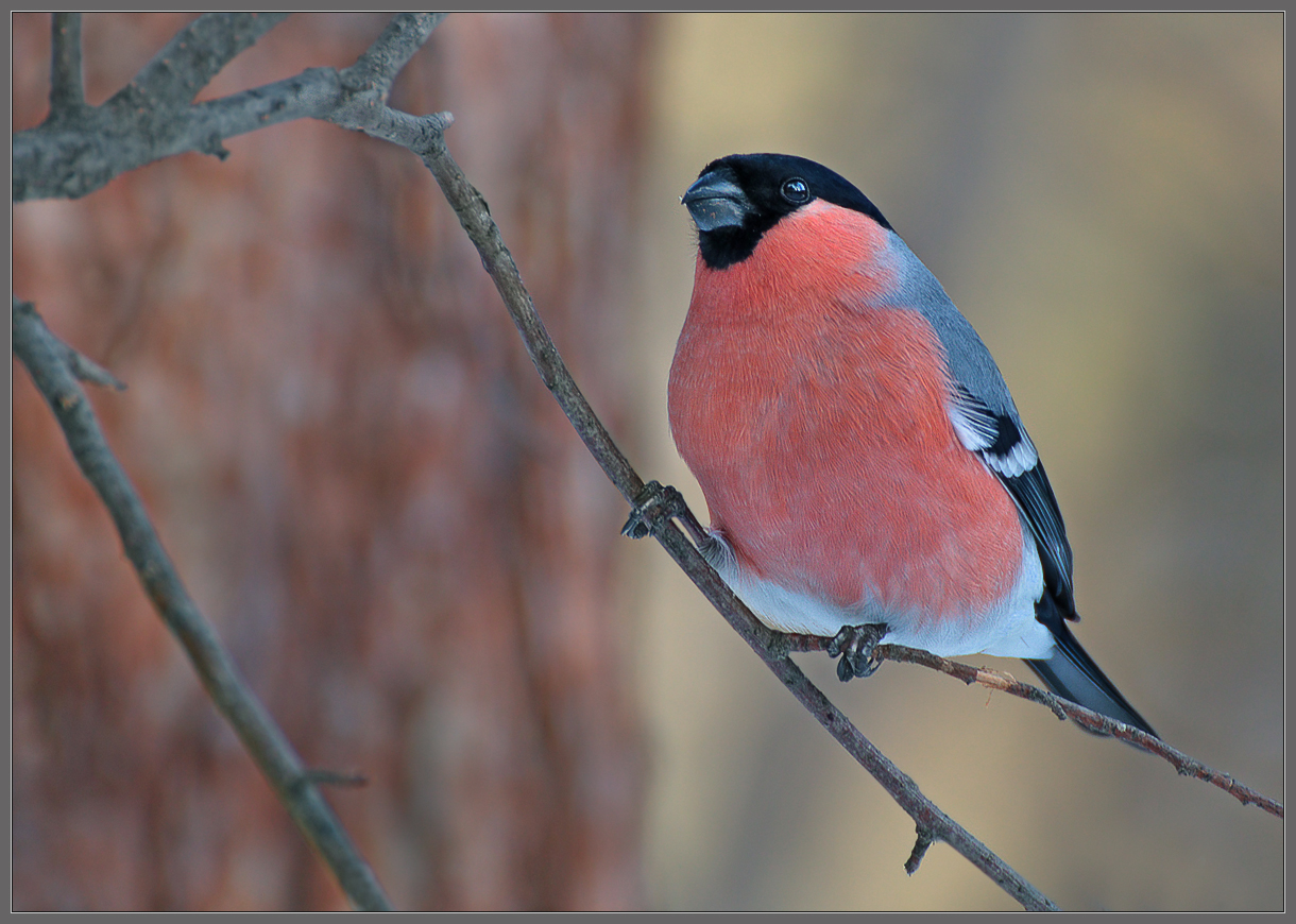 Аристократ