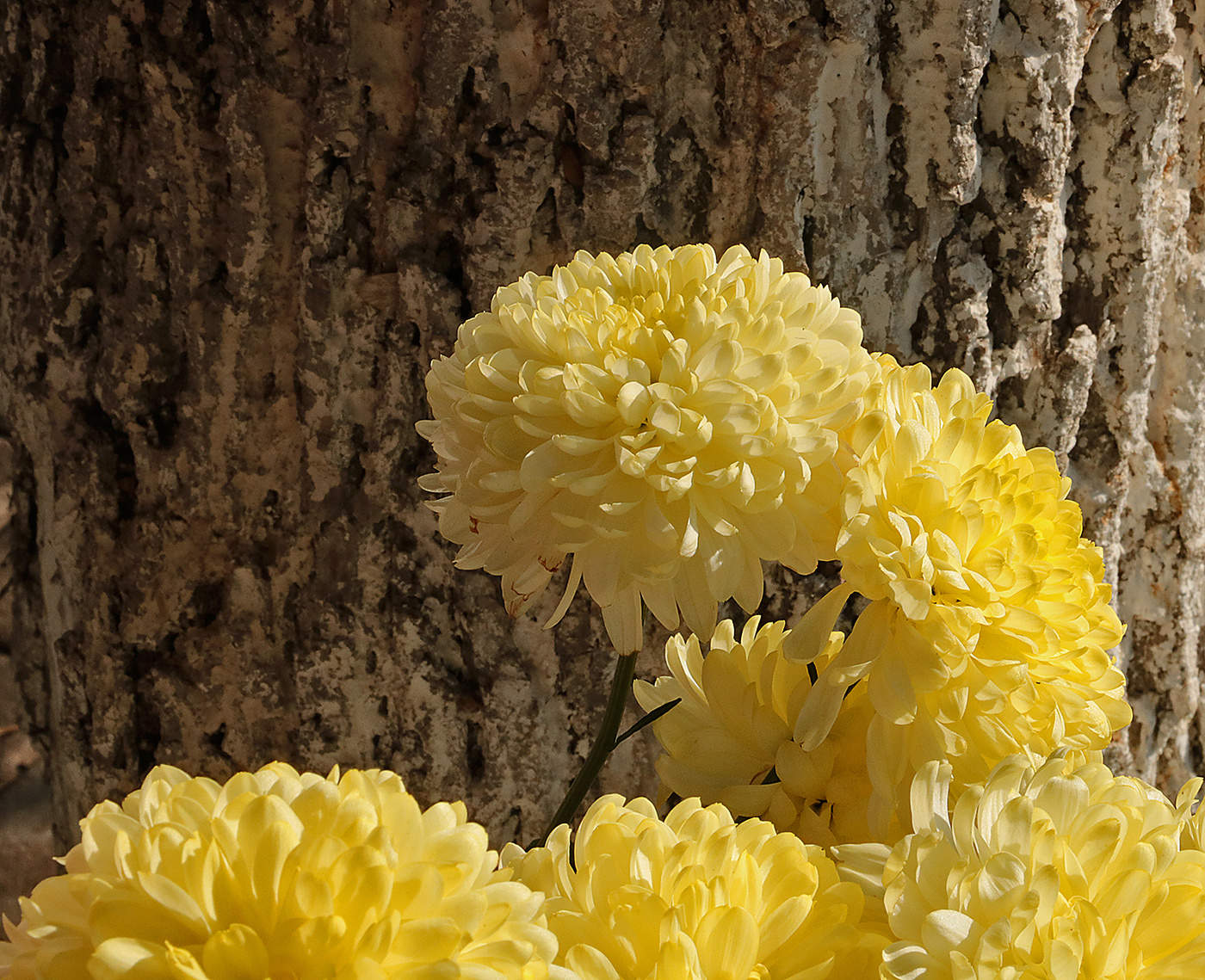 Красавицы и чудовище