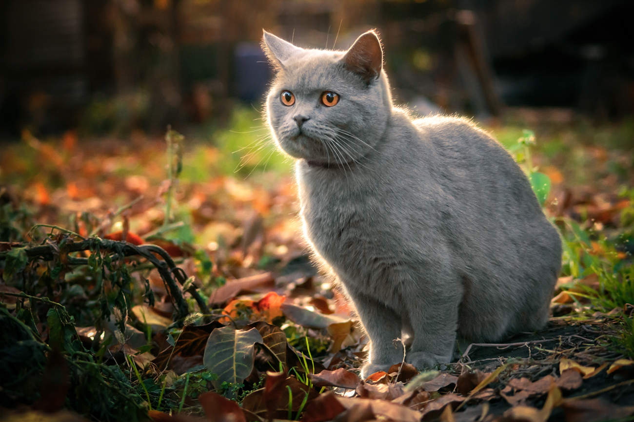 Два янтаря.