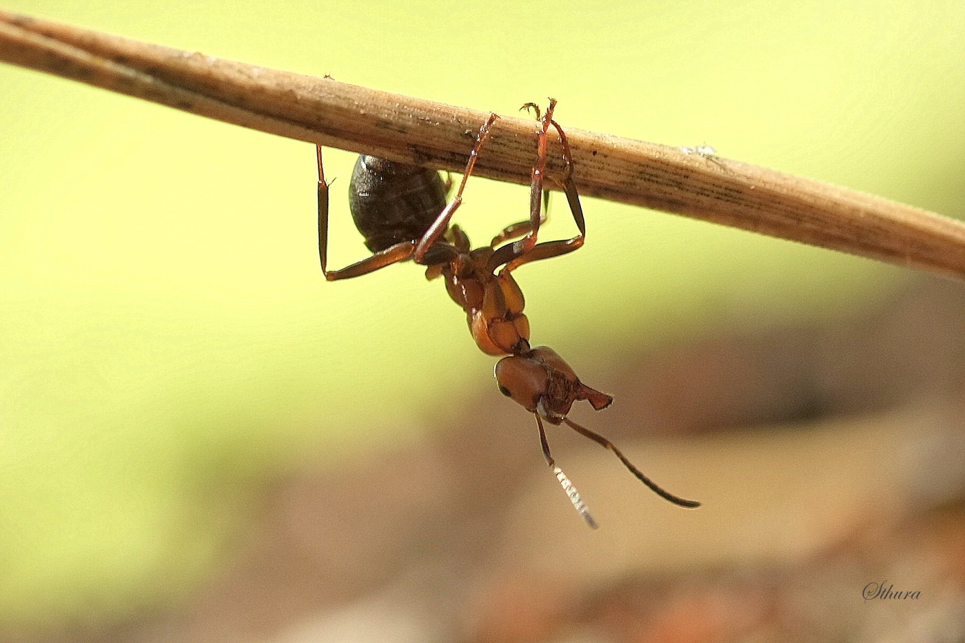 Гимнаст на перекладине.