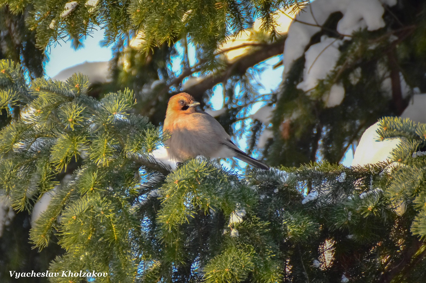 Сойка на ёлке