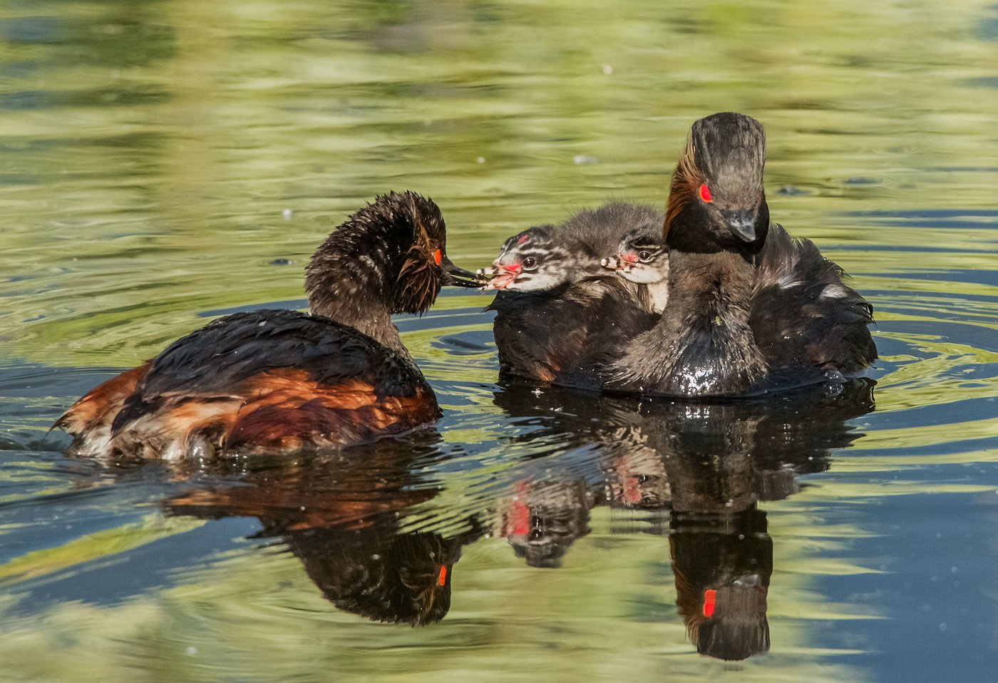 Черношейные поганки