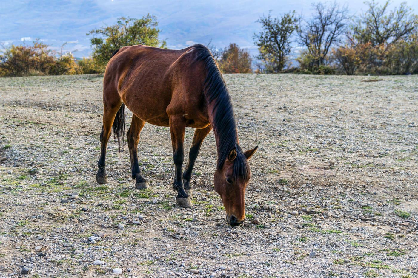 Лошадка из конного клуба