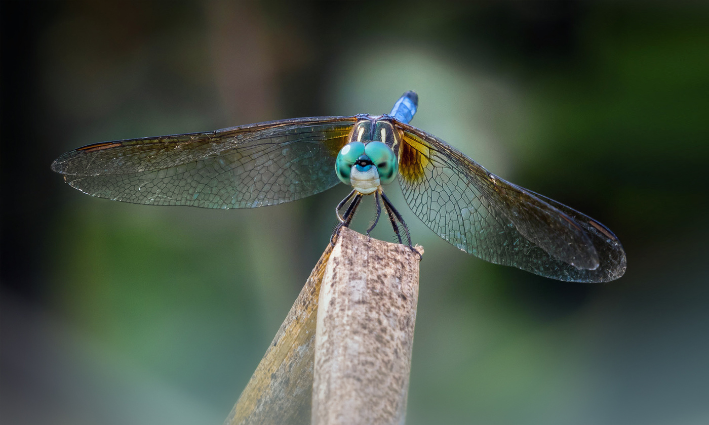 В голубом...