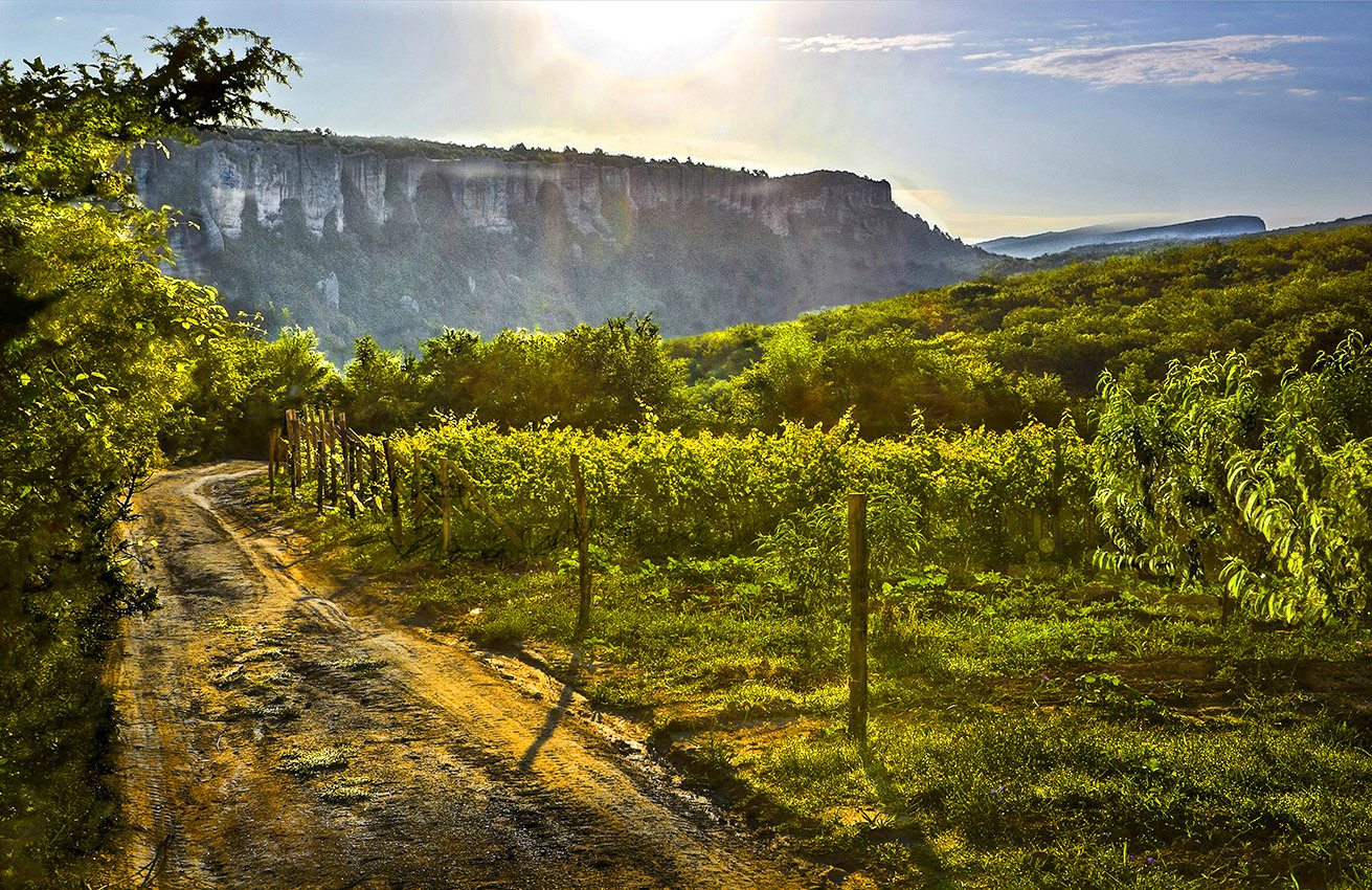 Виноградники в горах