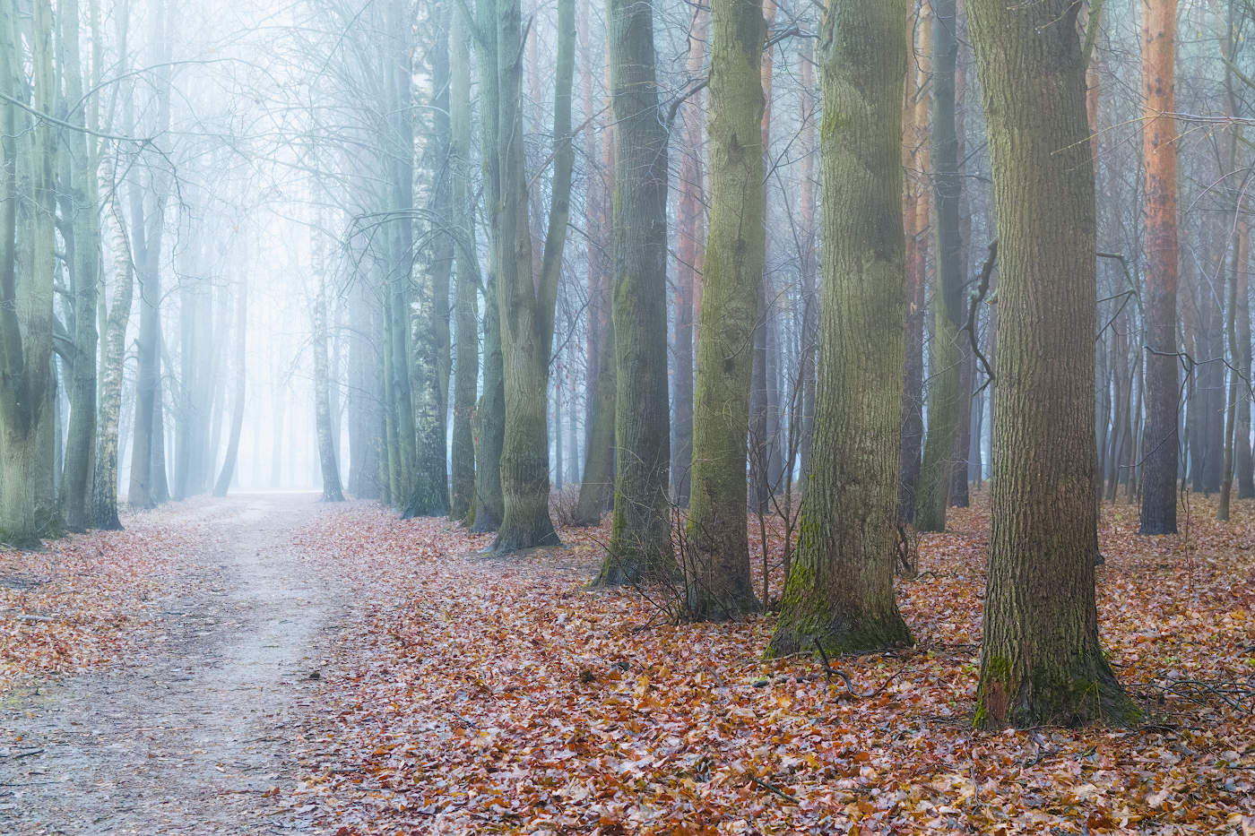 Мягкие краски тумана