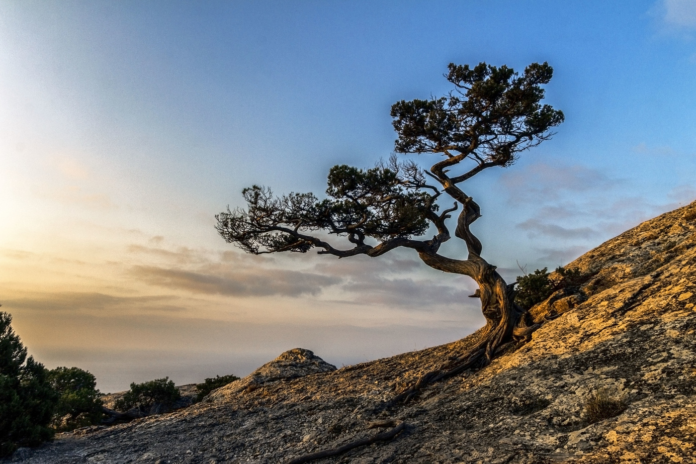 Сосны Крыма