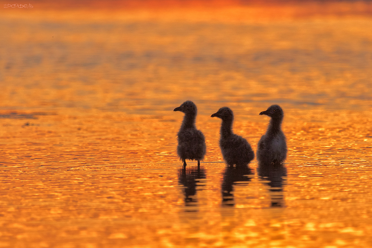Закат в Ростовском биосферном заповеднике. Птенцы черноголового хохотуна.