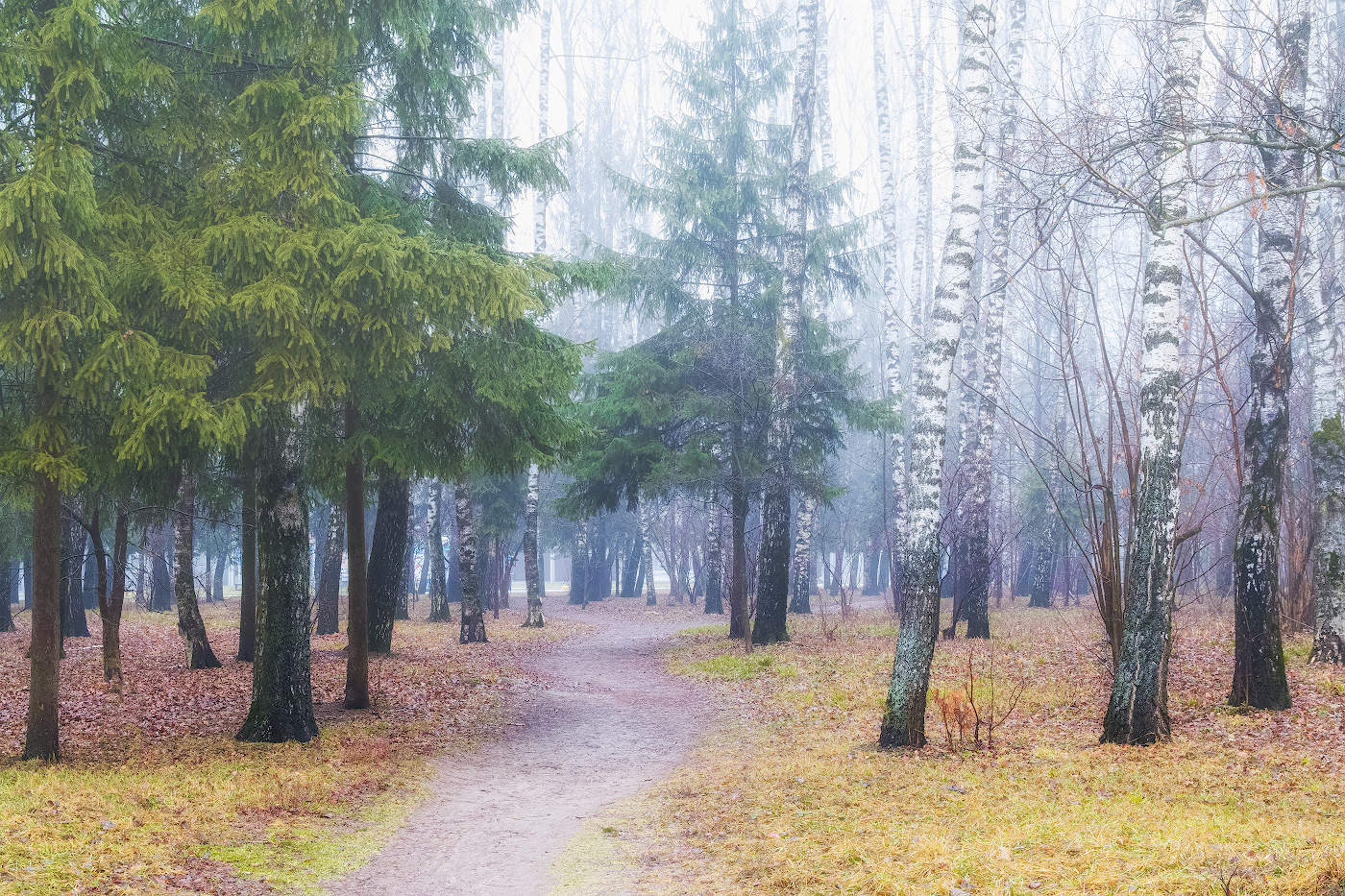 Средь берёз и елей заблудился туман