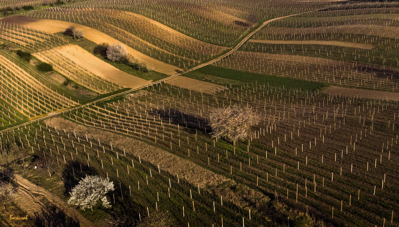 Моравский ковер.