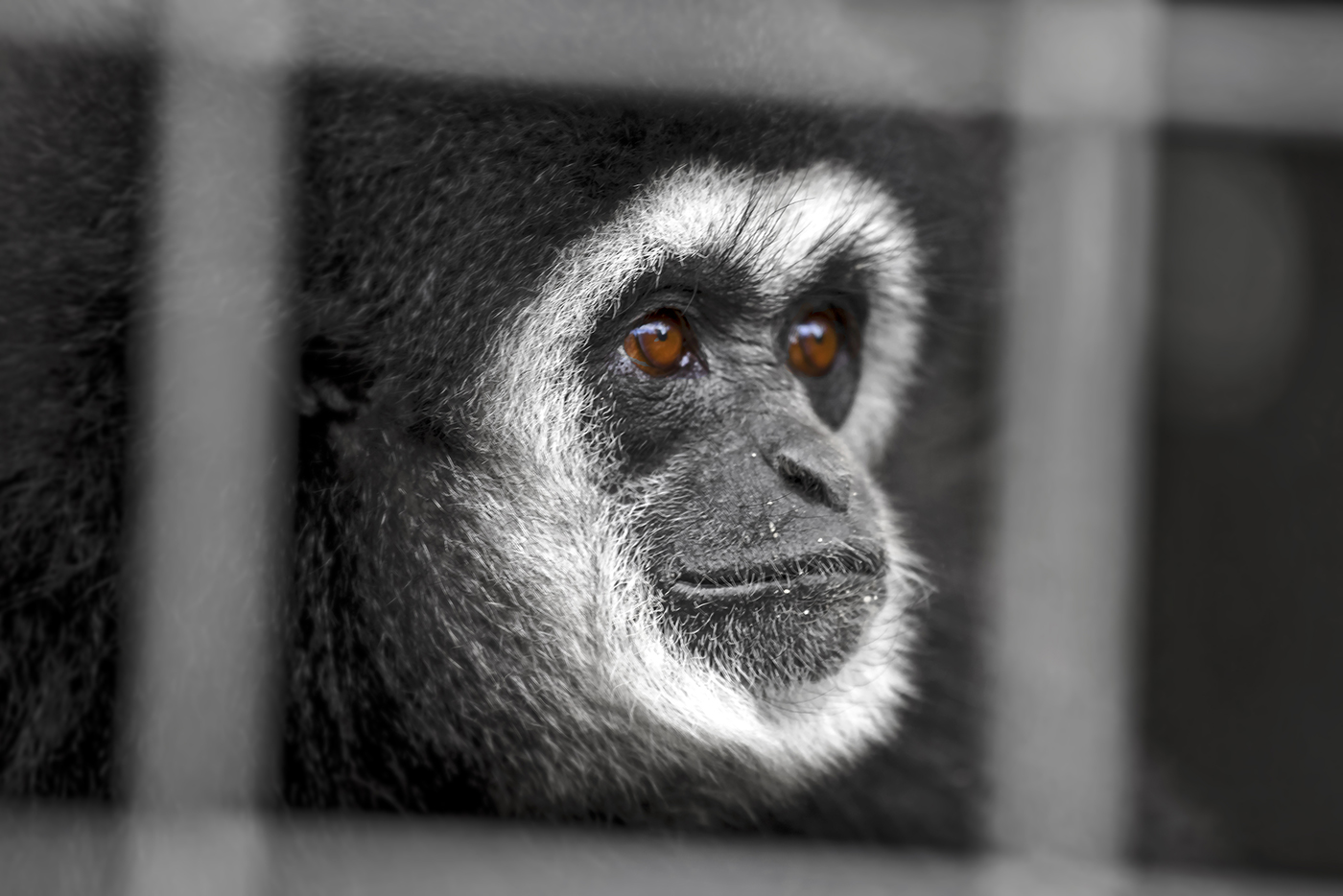 Серая пятница