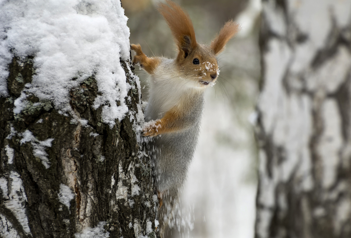 бельчонок..