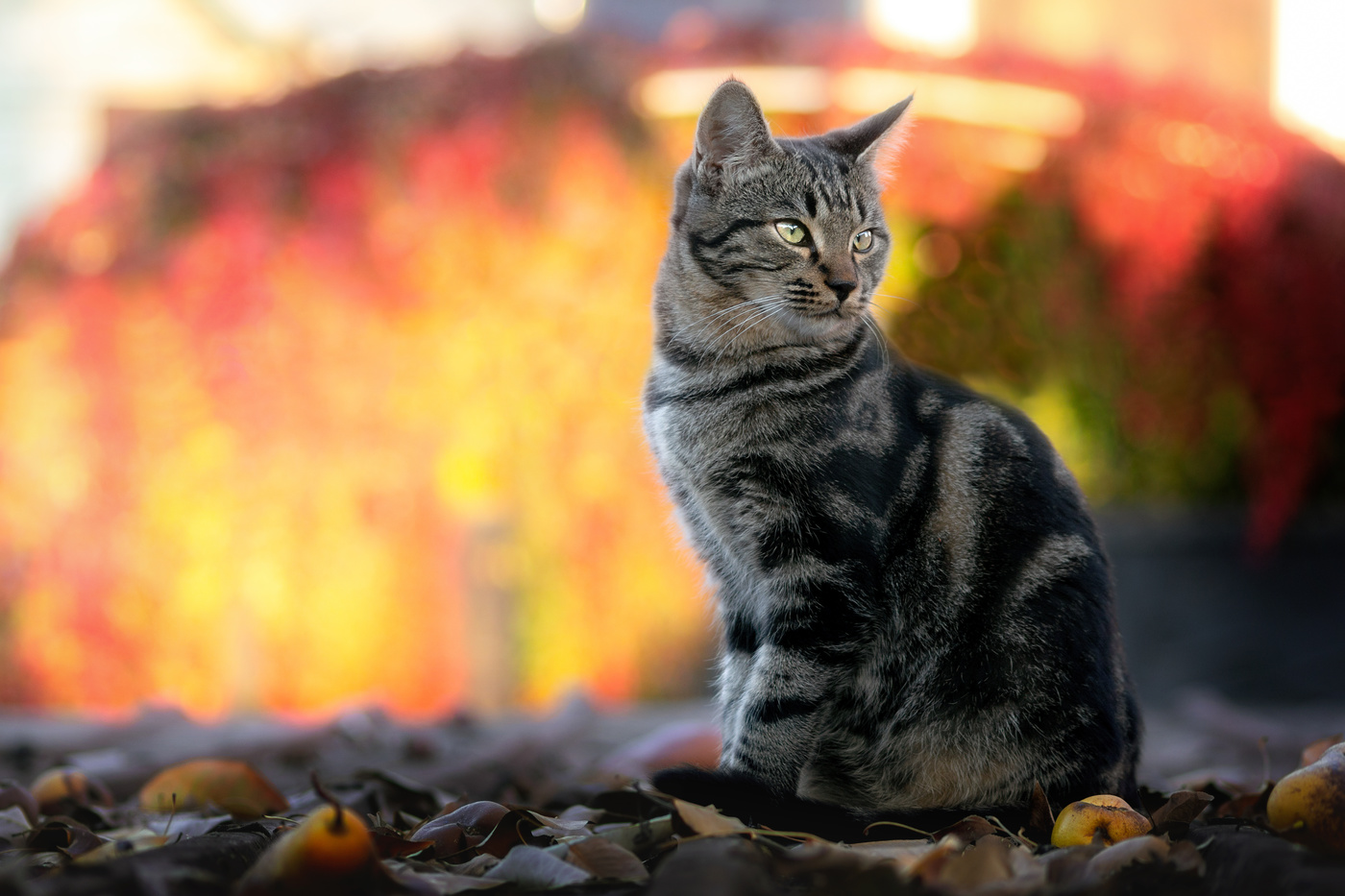 Мечты, мои мечты, уходят в даль...