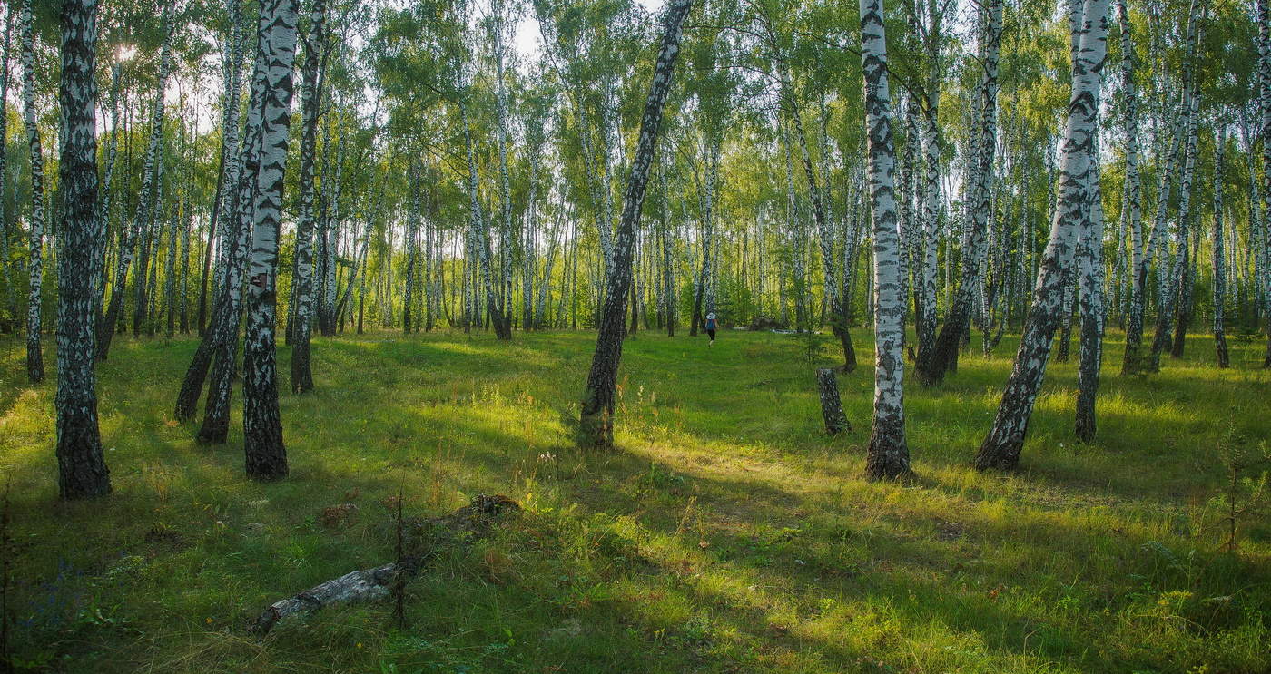 Ветвей березовых запястья...