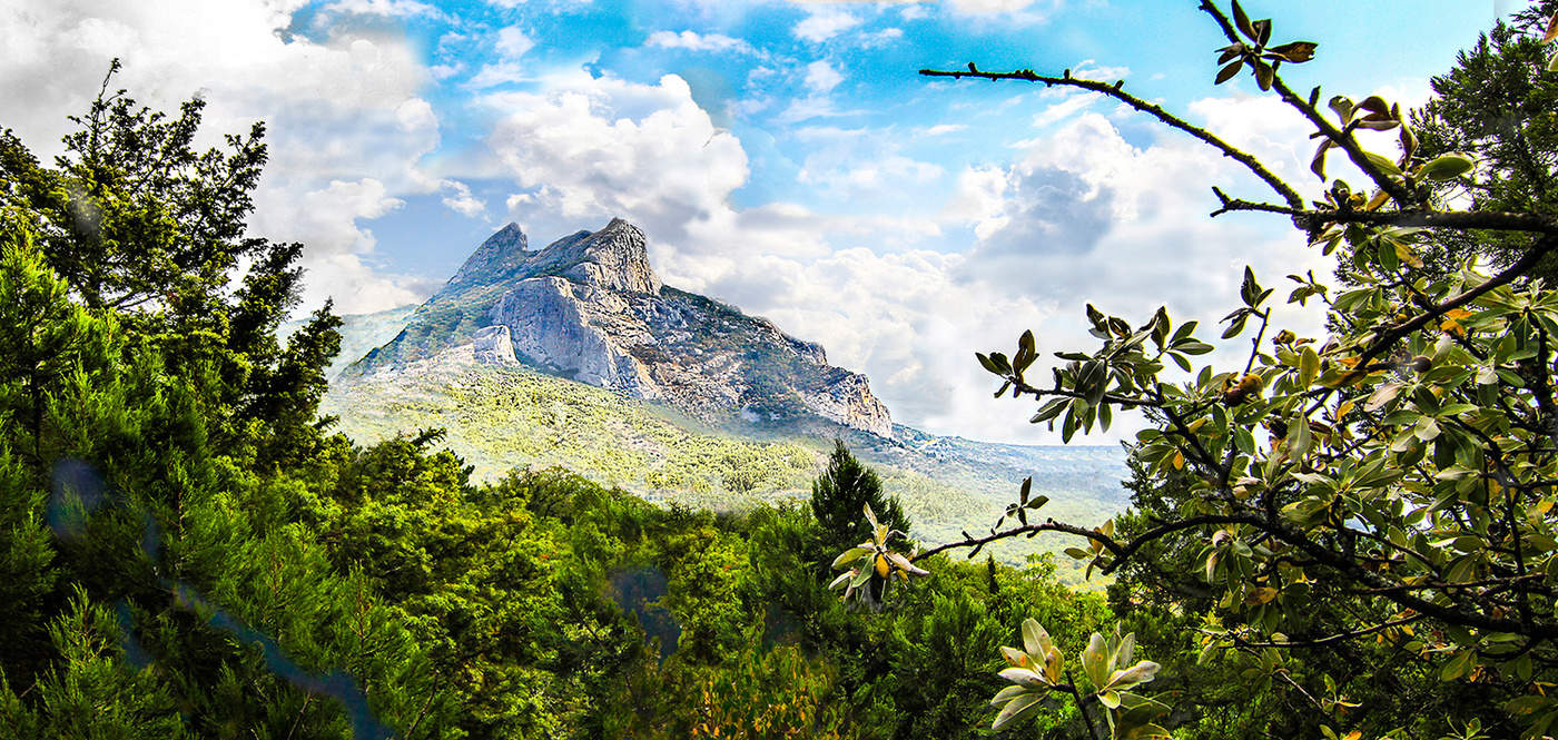 Вид из леса