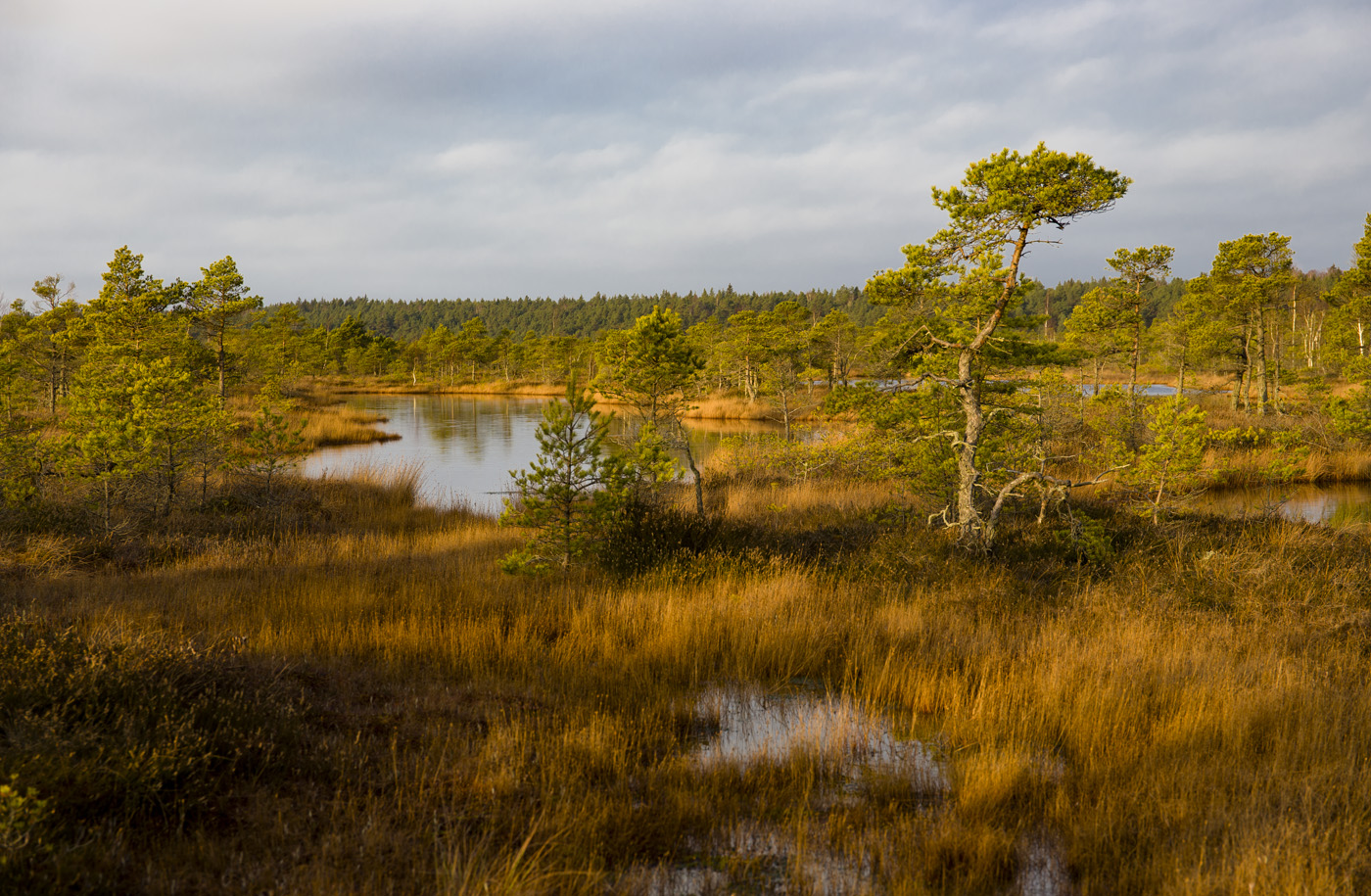 Продолжение осени в декабре