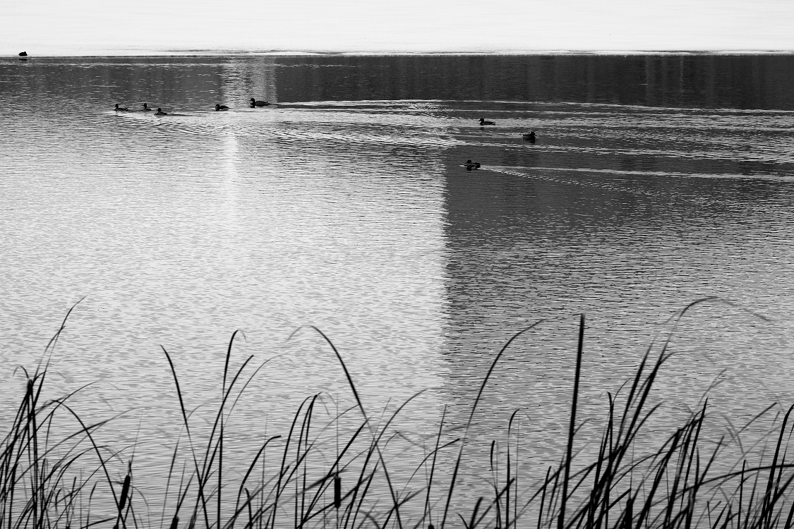 фауна и флора