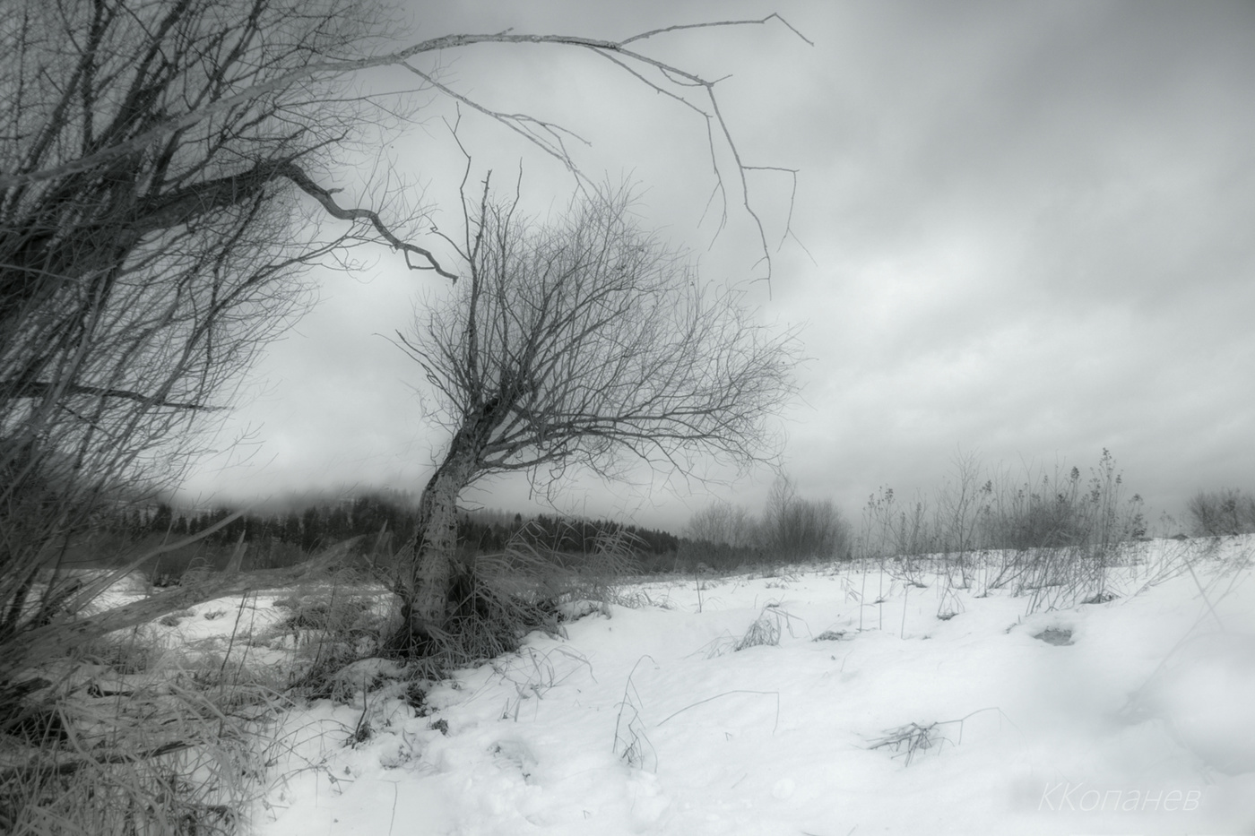 Деревья общались