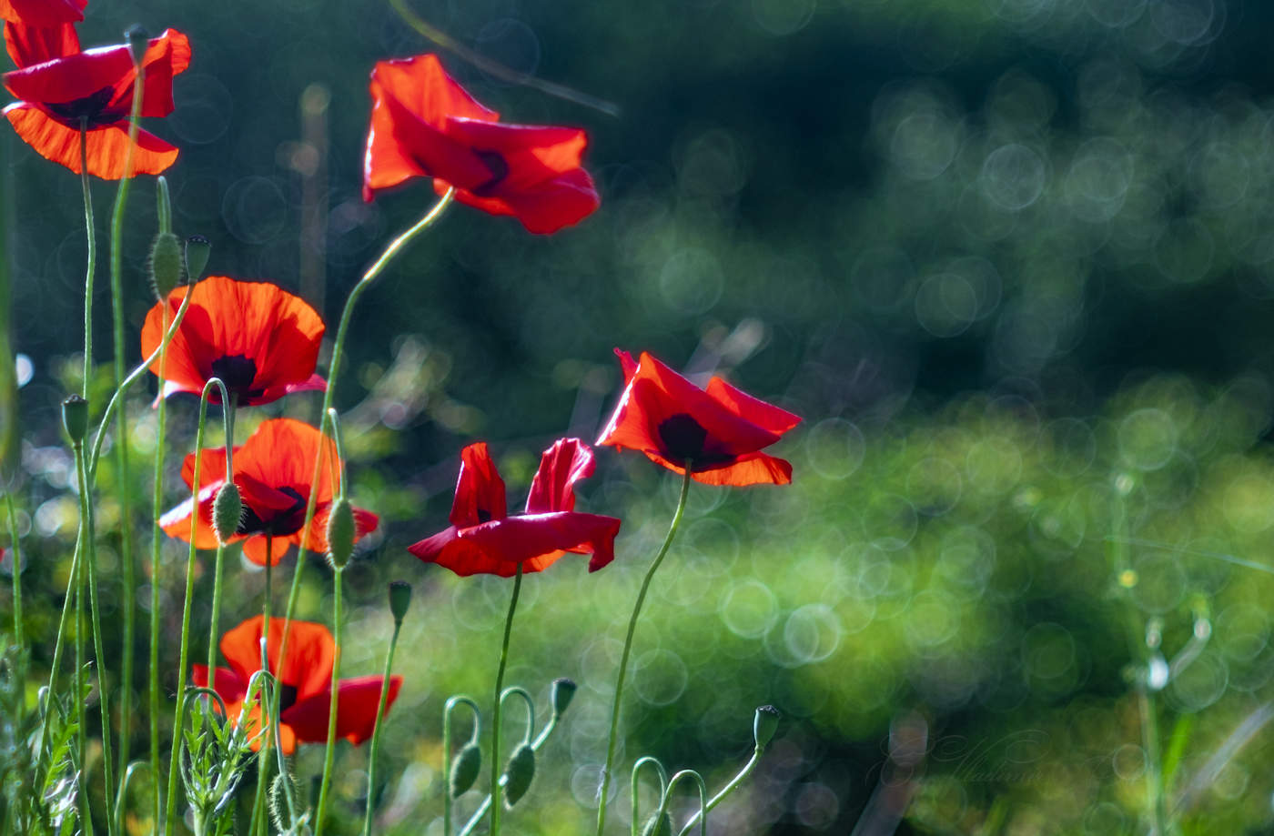 Цветочное настроение