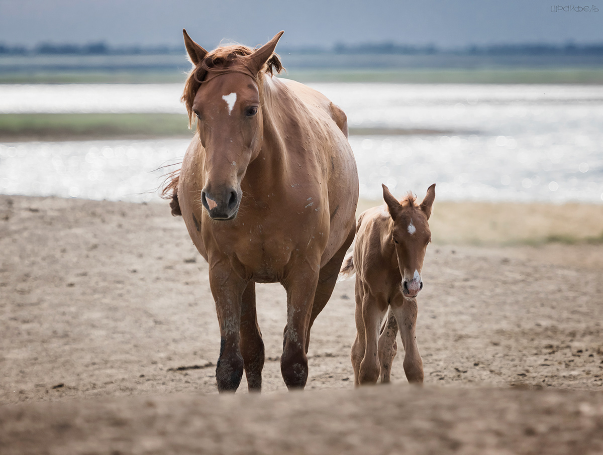 Яблочко от яблони