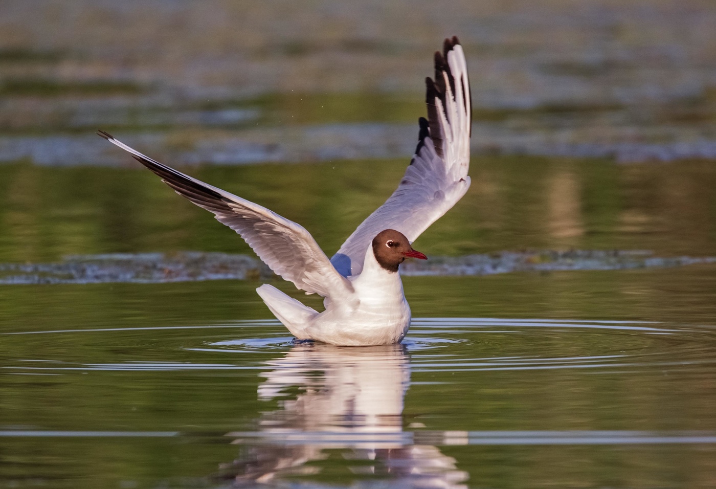 Взмахнув крылами