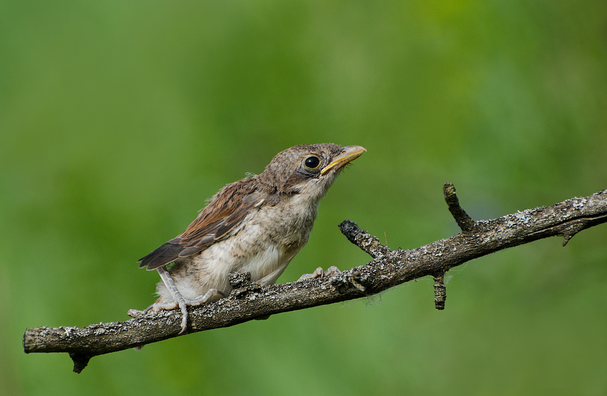 Слёток жулана