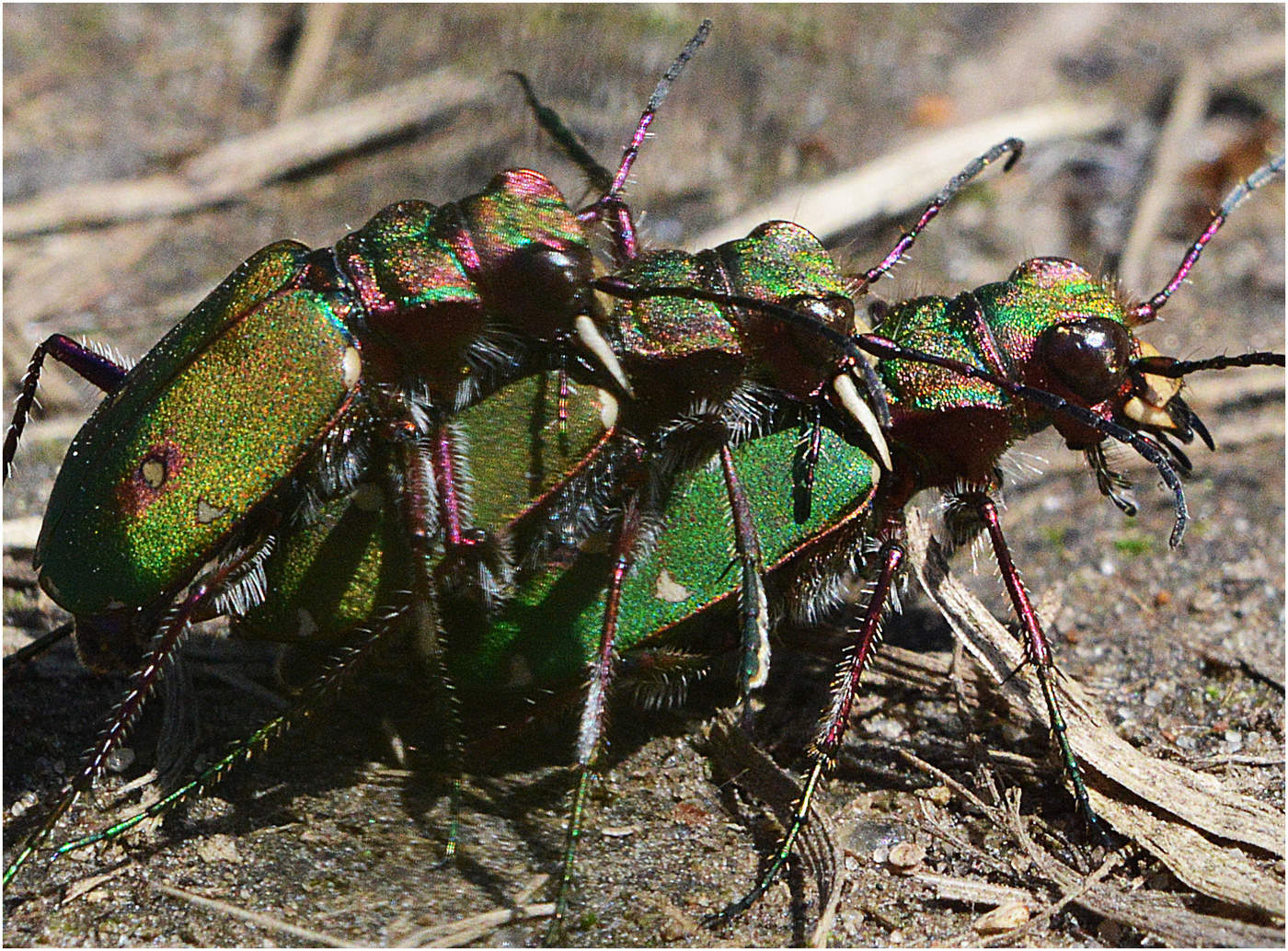 Романтики лесных тропинок.
