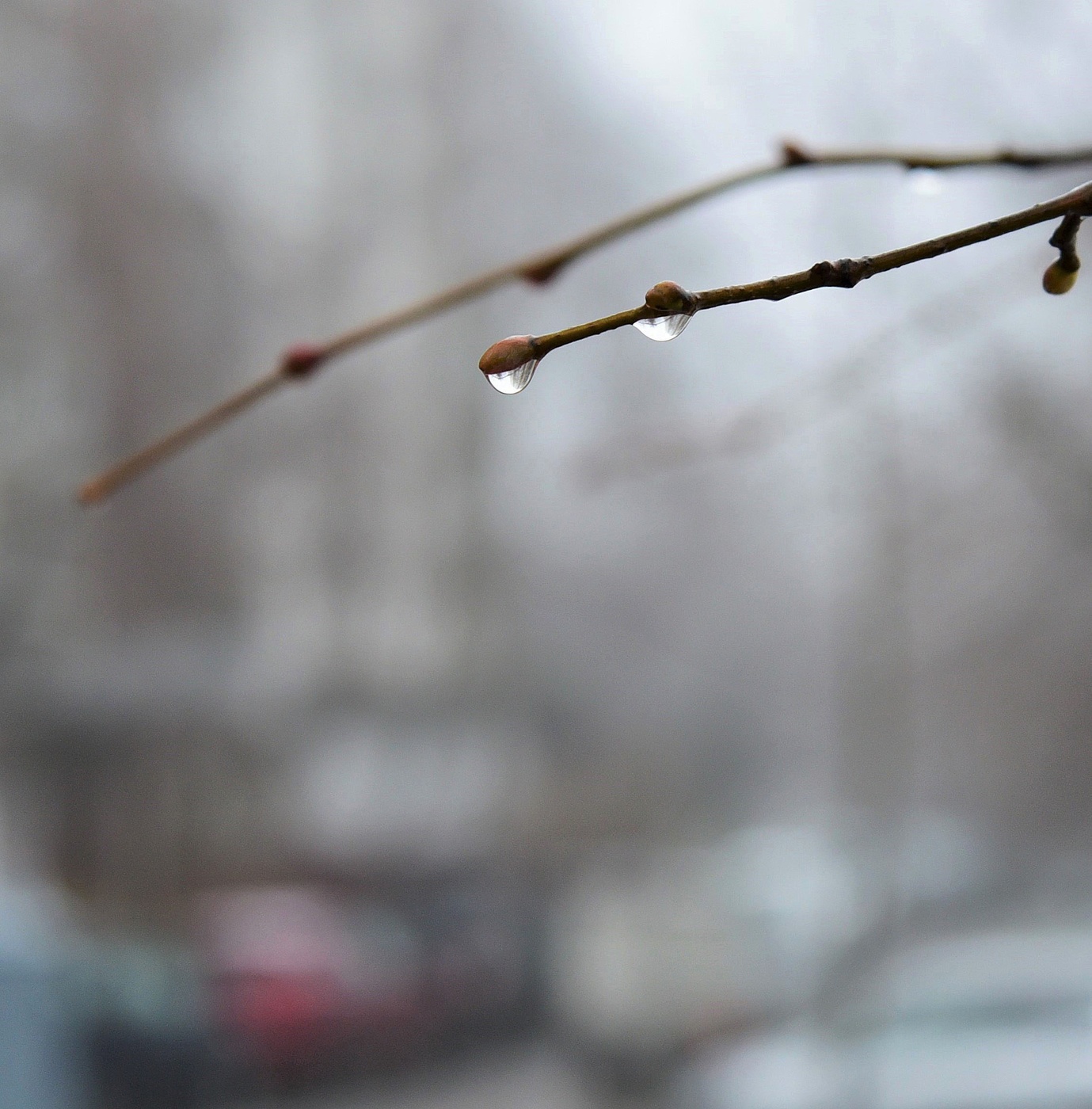 "По седым ветвям стекали слезы чистые ..."