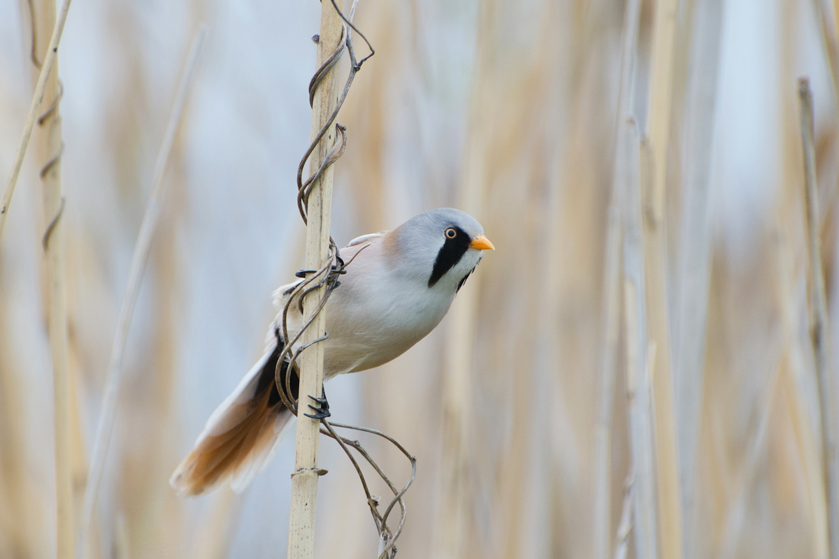Усатый гость