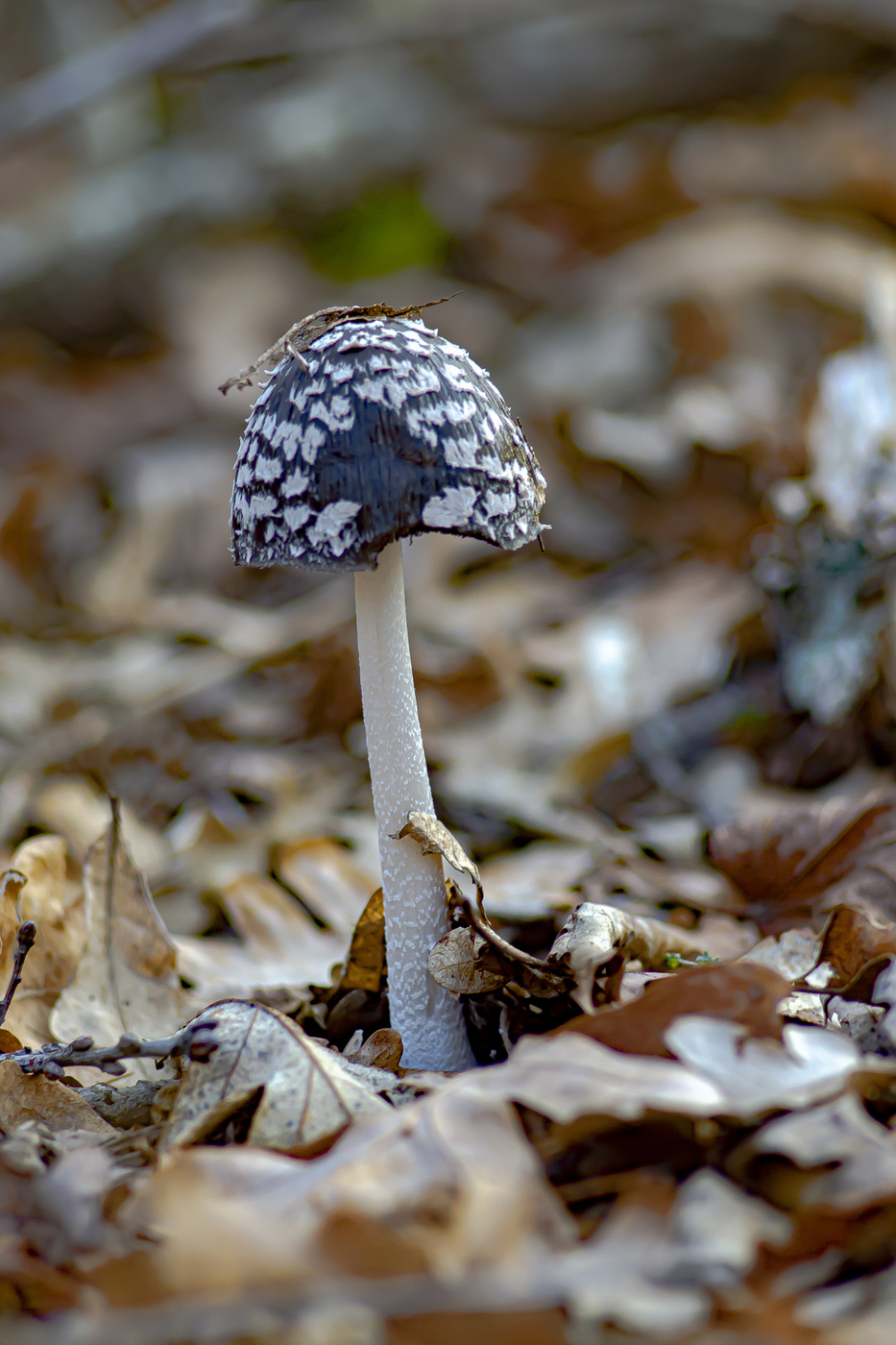 Гриб - предновогодник