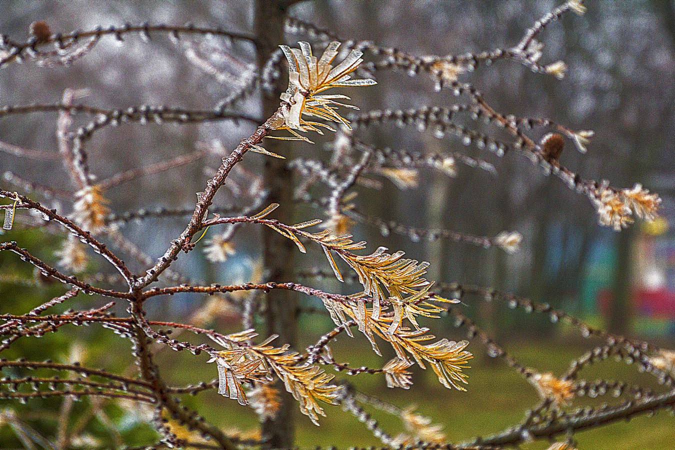 Первые признаки