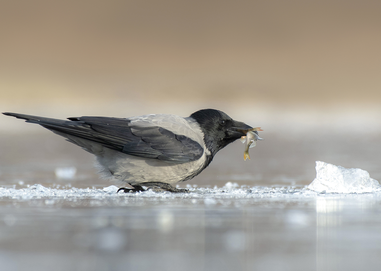 По перволёдью