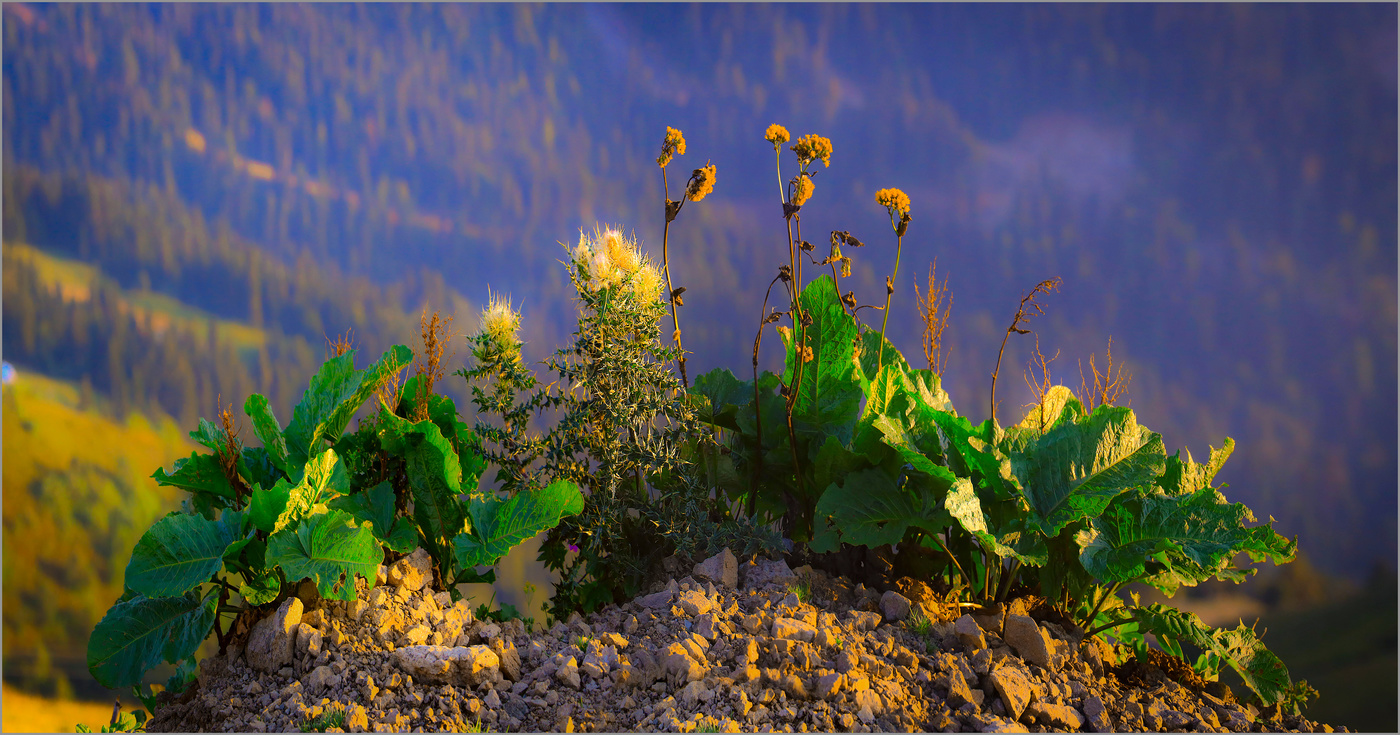 Цветы уходящего года