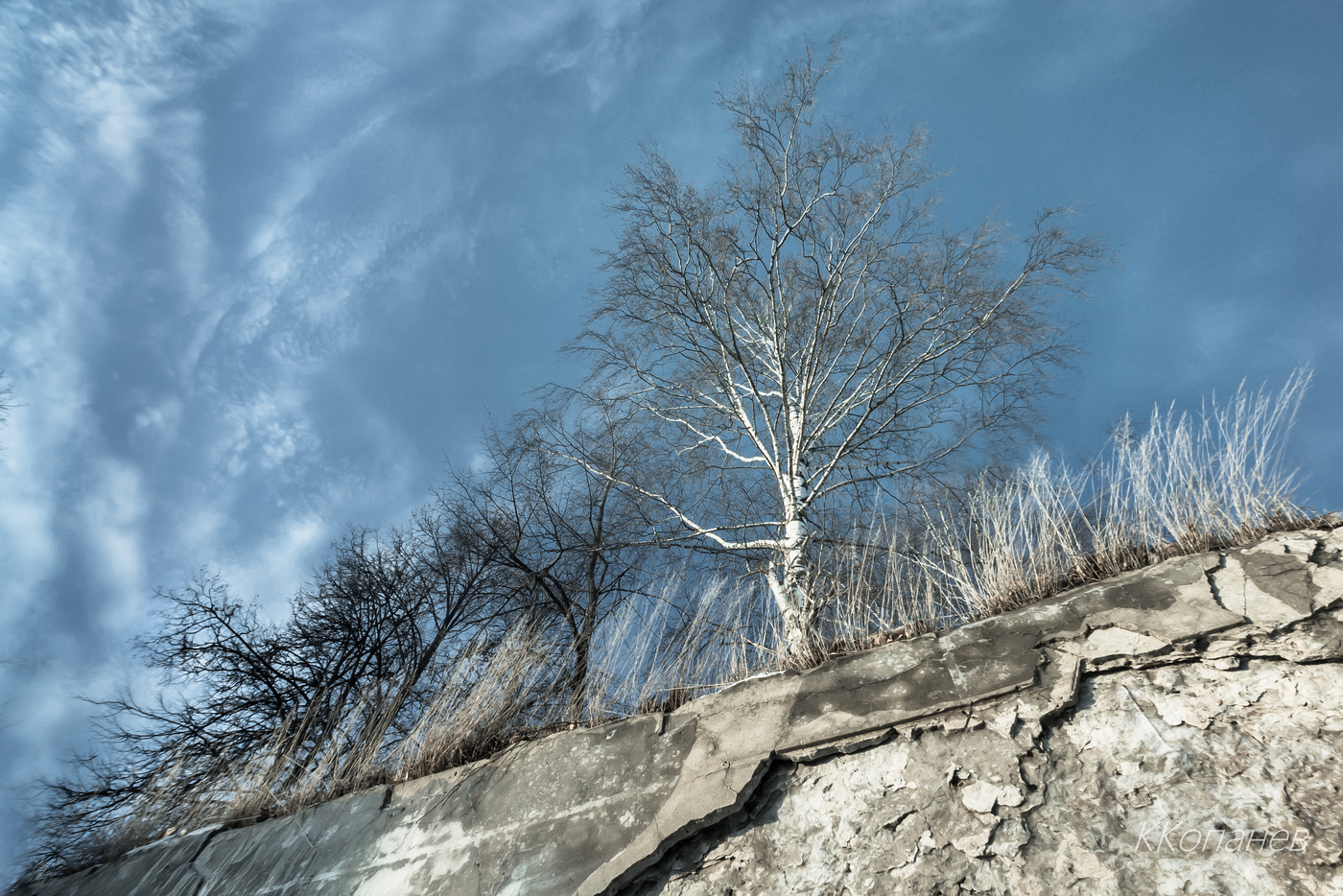 И на камнях растут деревья