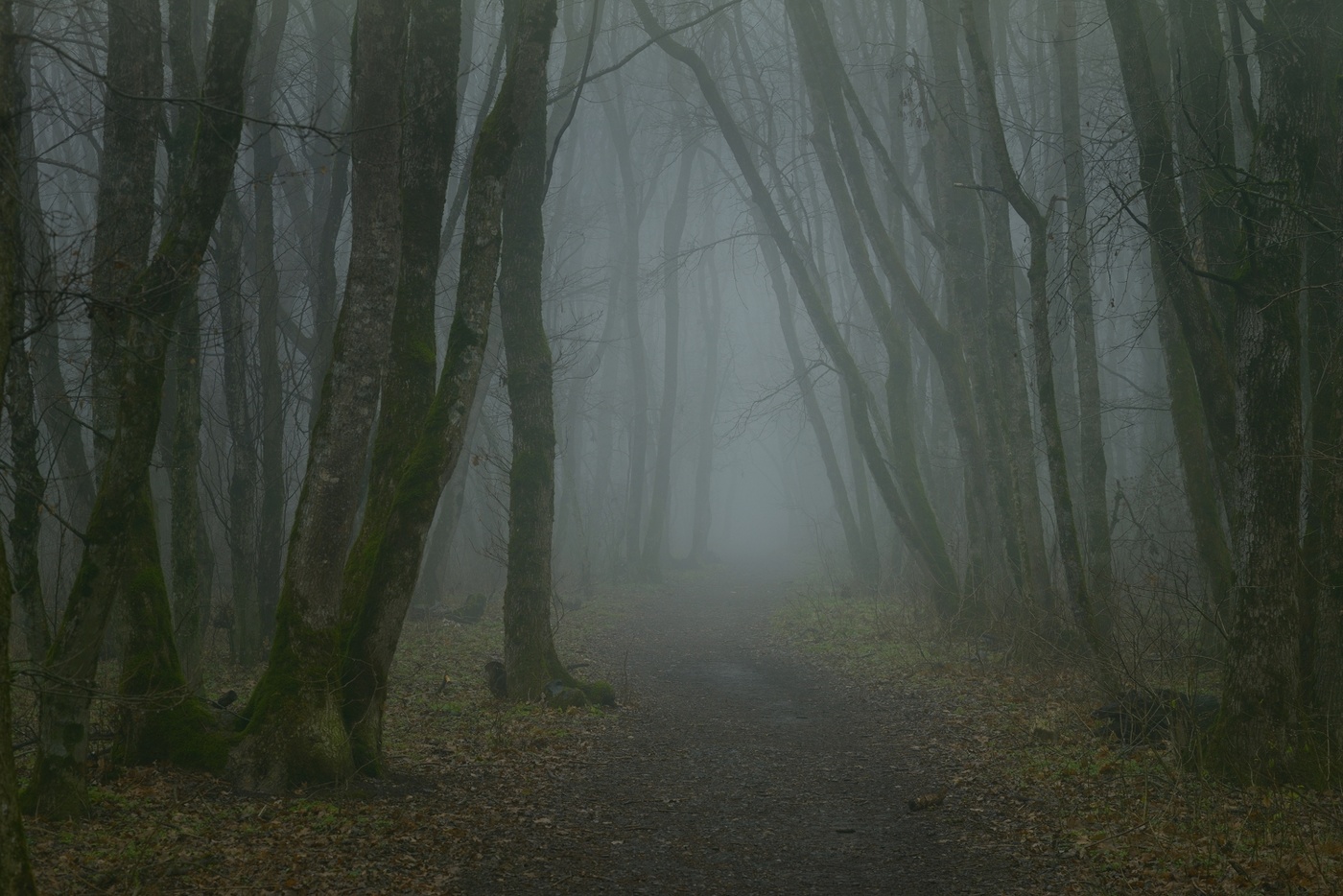 Тропика в лесу