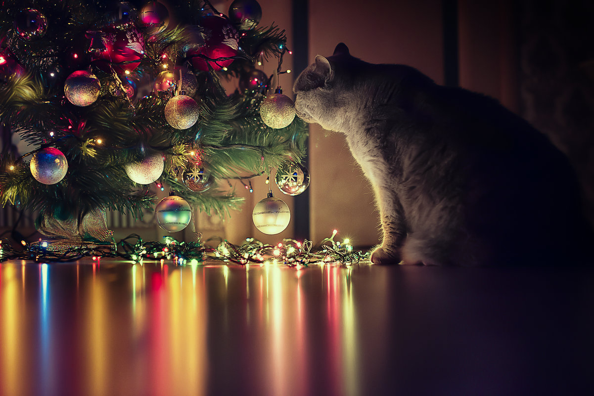 Любопытство...