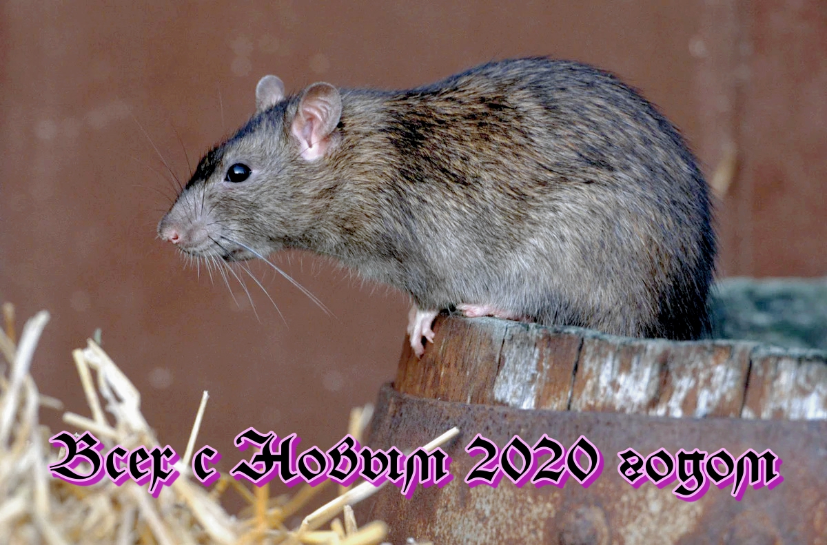 С Новым 2020 годом