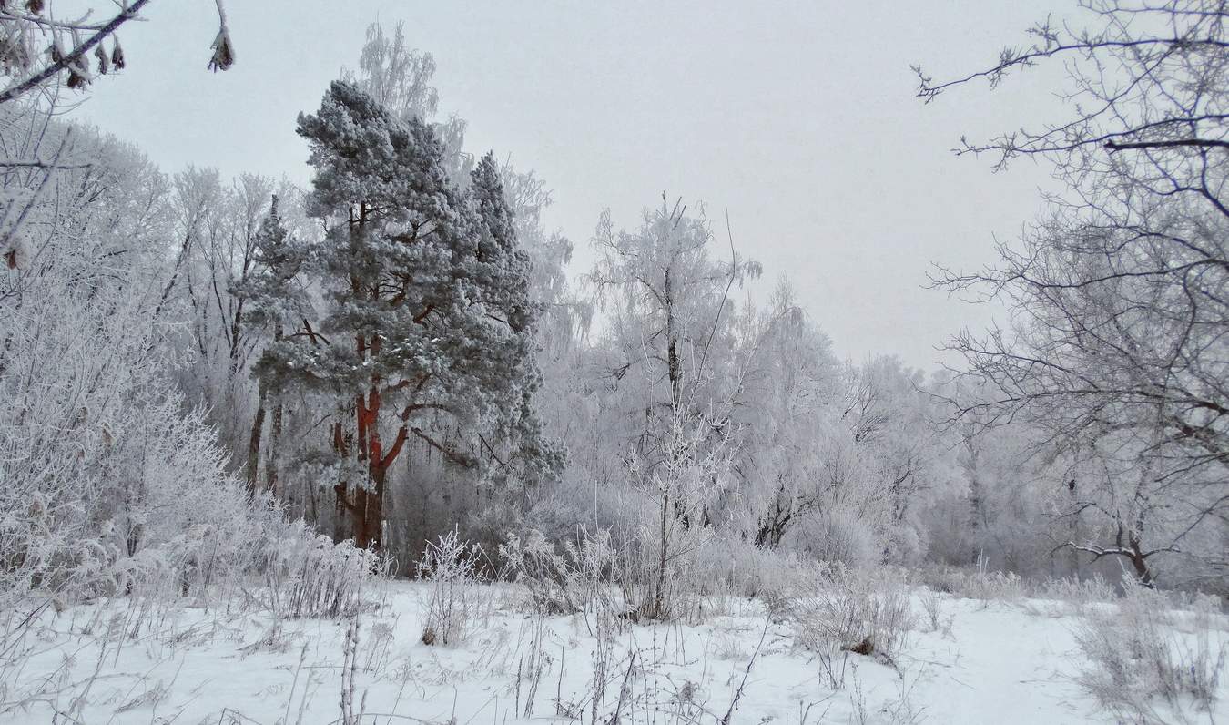 Новогодняя