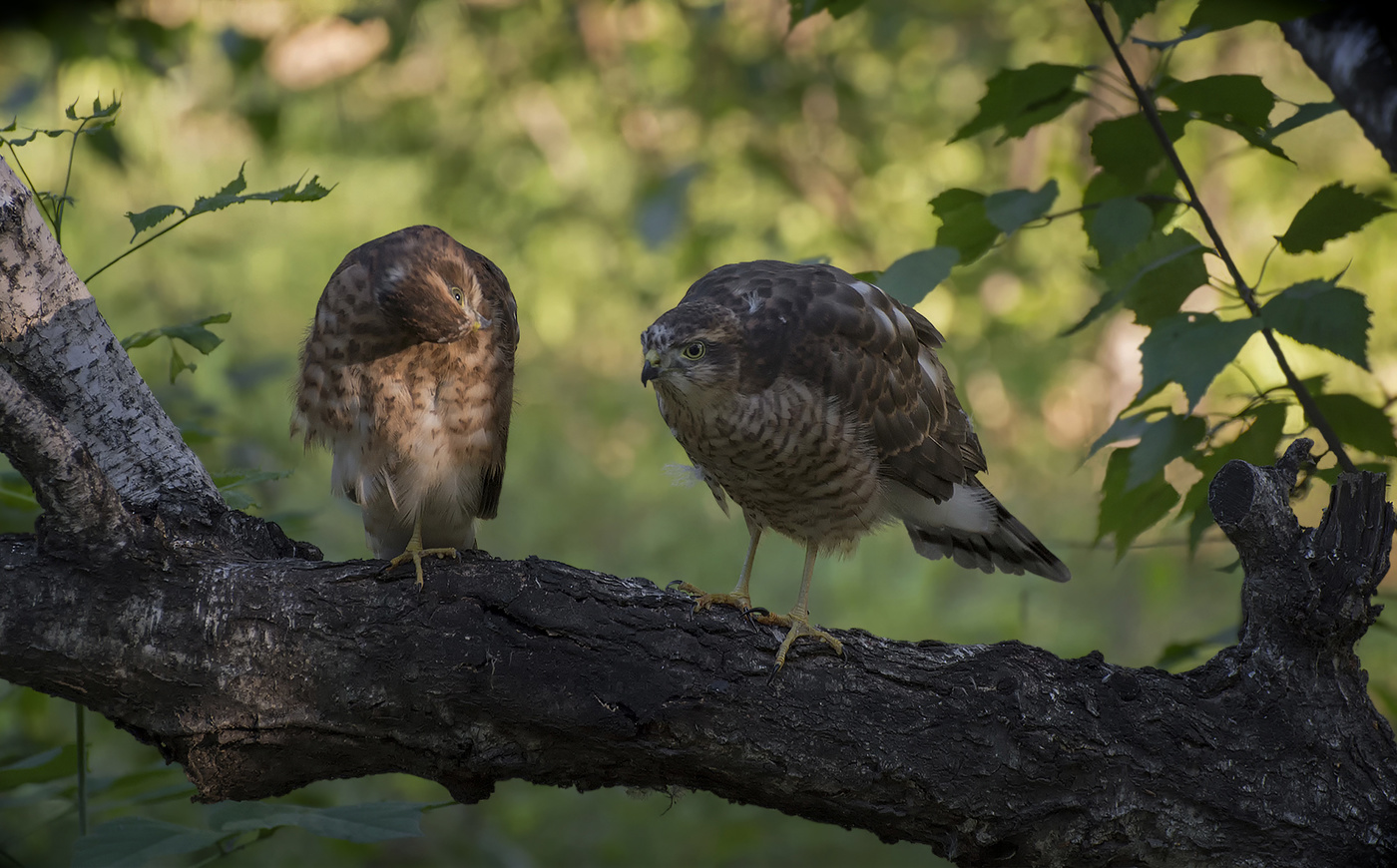 Птенцы (подростки) ..