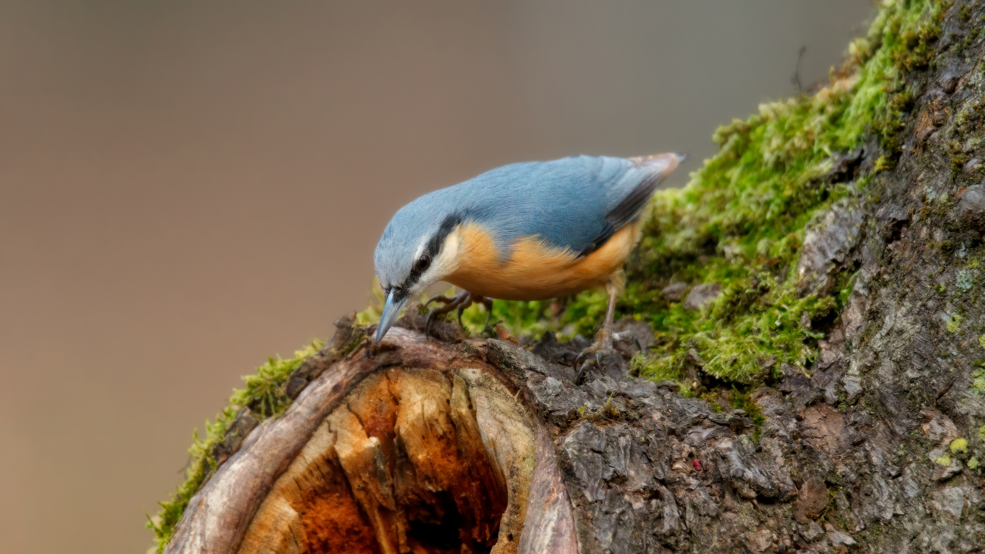 Исследователь
