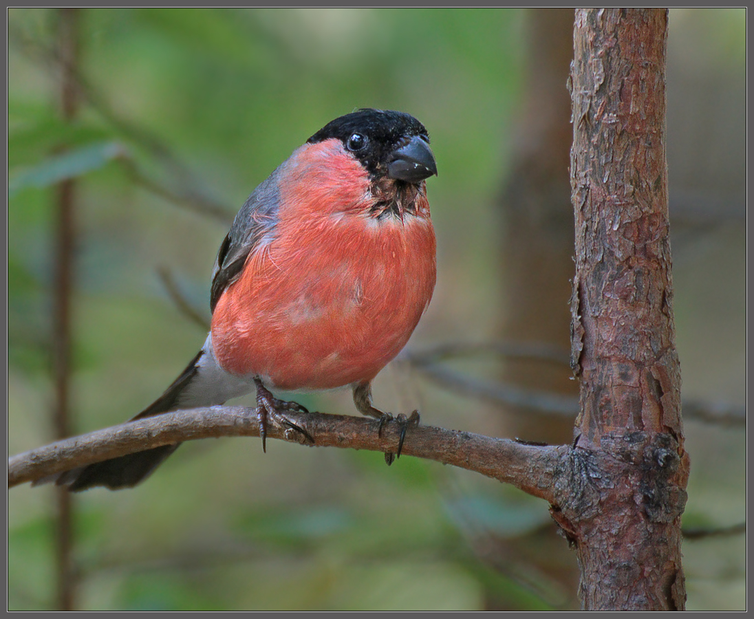 После дождика в четверг