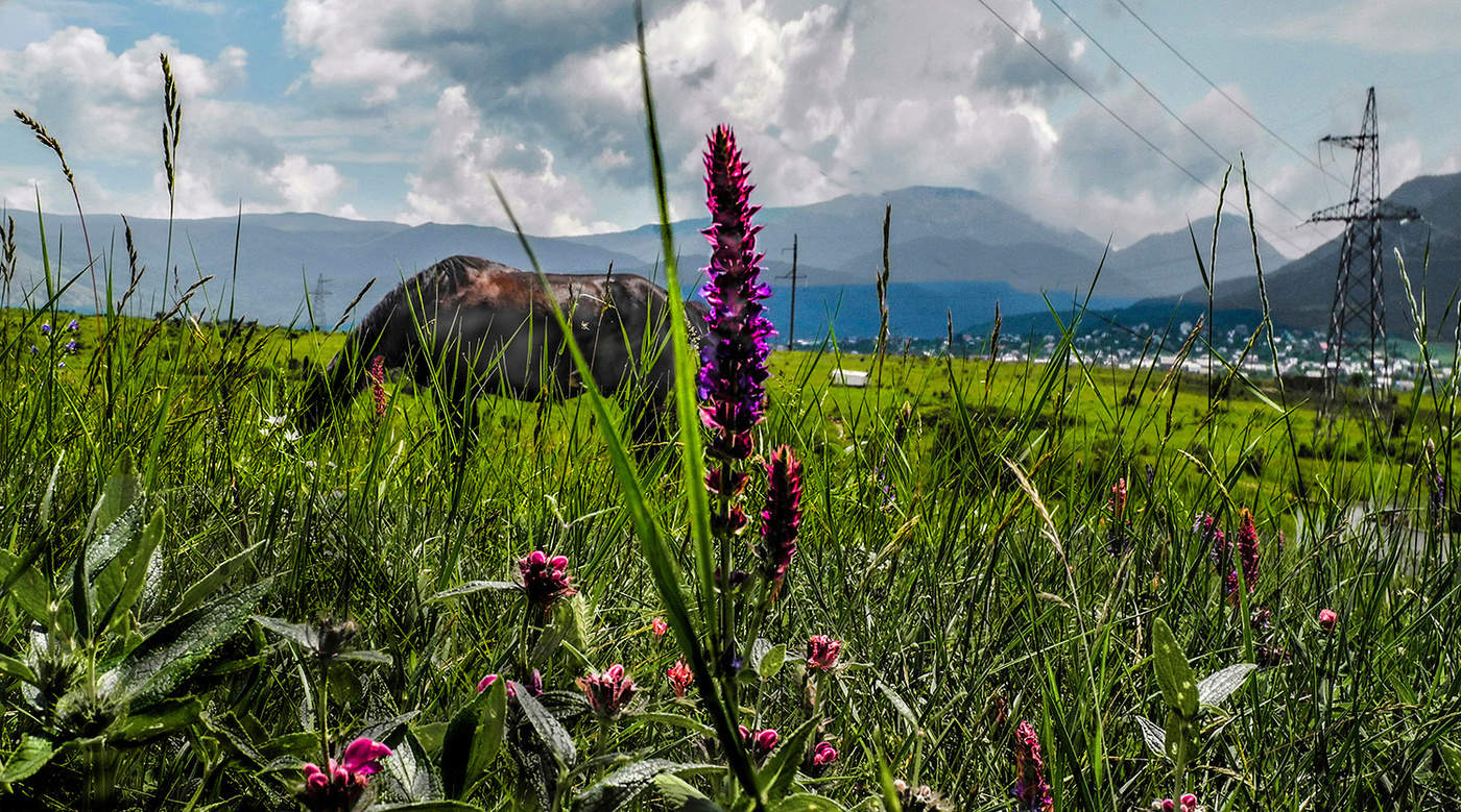 Мелкотравчатый ракурс