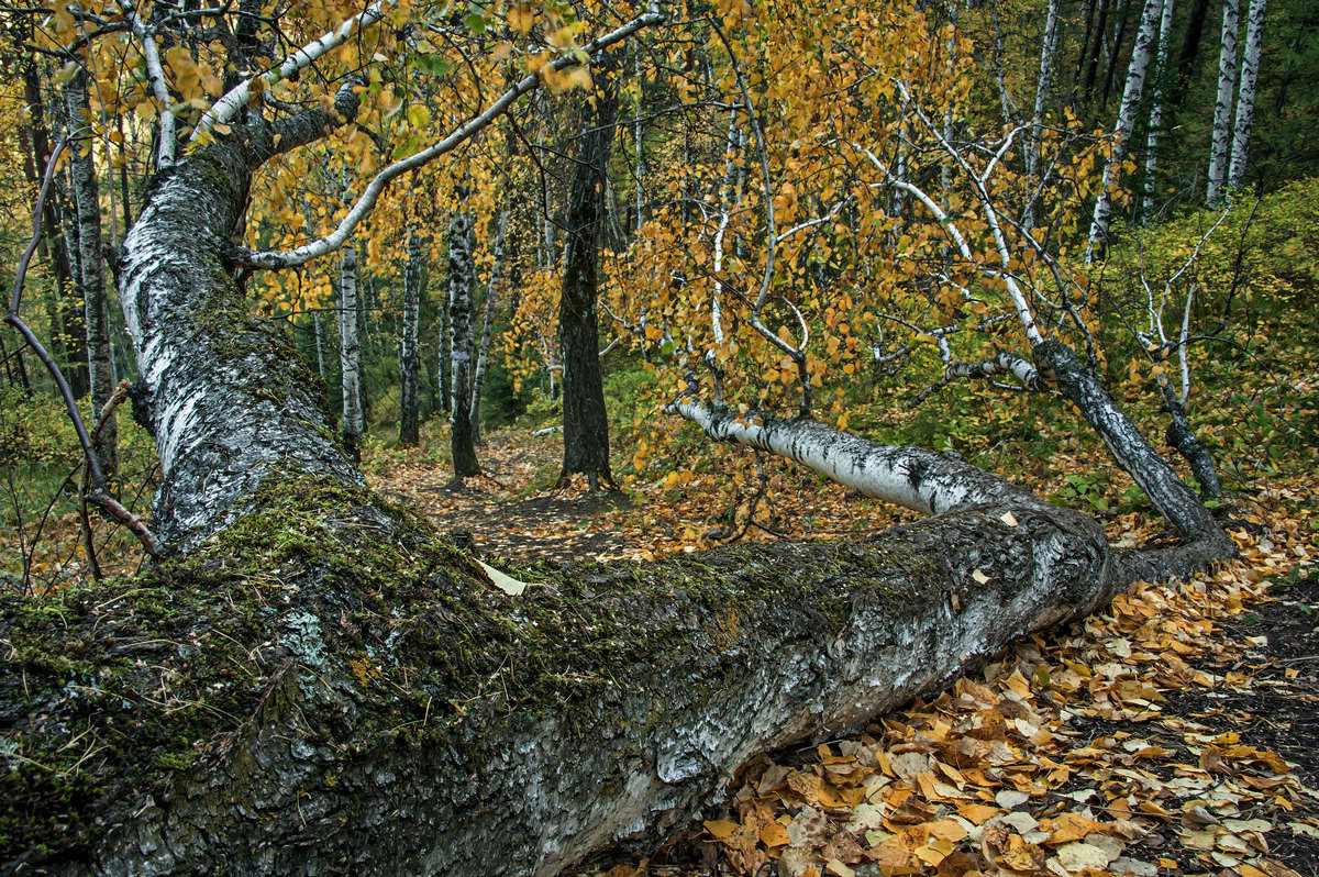 Вечная борьба за жизнь...