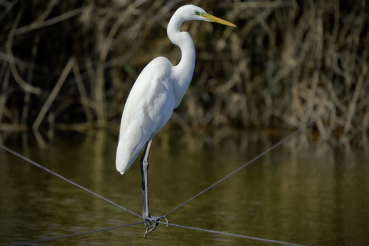 Жизненная позиция