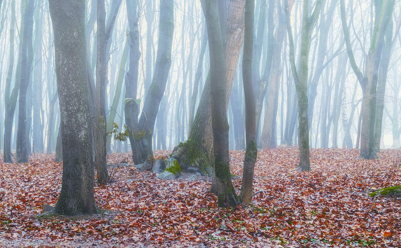 Декабрьские туманы