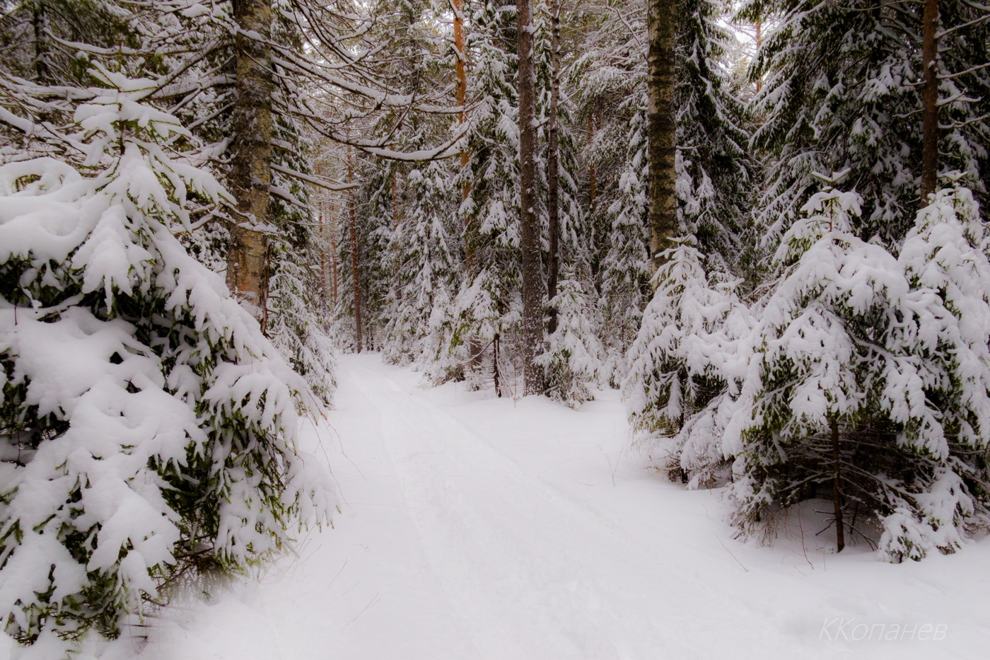 Вятский лес