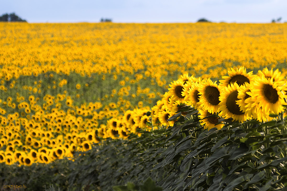 Середина лета