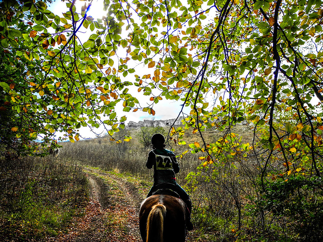 Лесная Аура